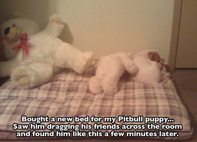 The Cuter and Softer Side of Pitbulls