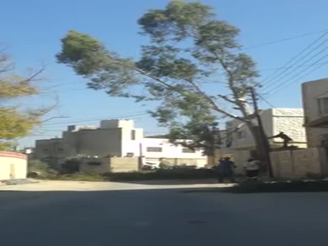 How Not to Cut Down a Tree (VIDEO)