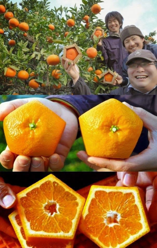 The Weird Stuff You Will Only See in Asia