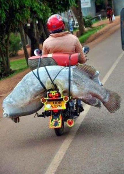 The Weird Stuff You Will Only See in Asia