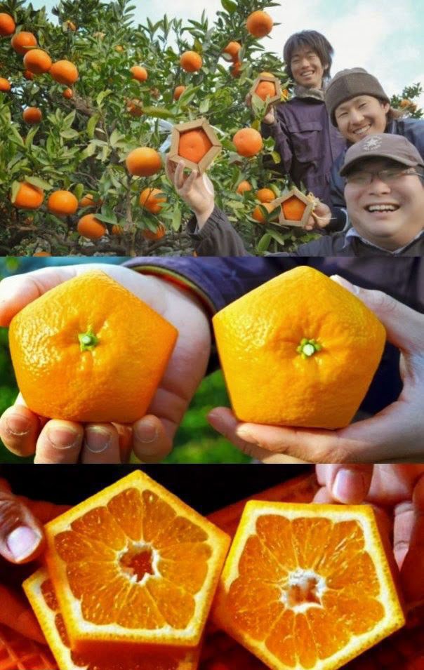 The Weird Stuff You Will Only See in Asia