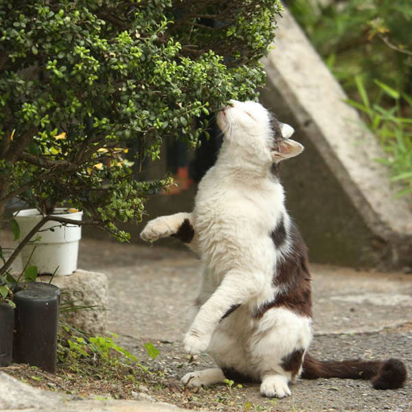 Cute Stray Cats Of Tokyo