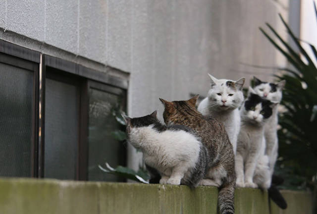 Cute Stray Cats Of Tokyo