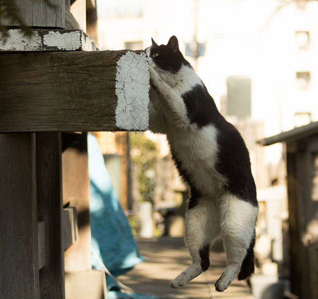 Cute Stray Cats Of Tokyo