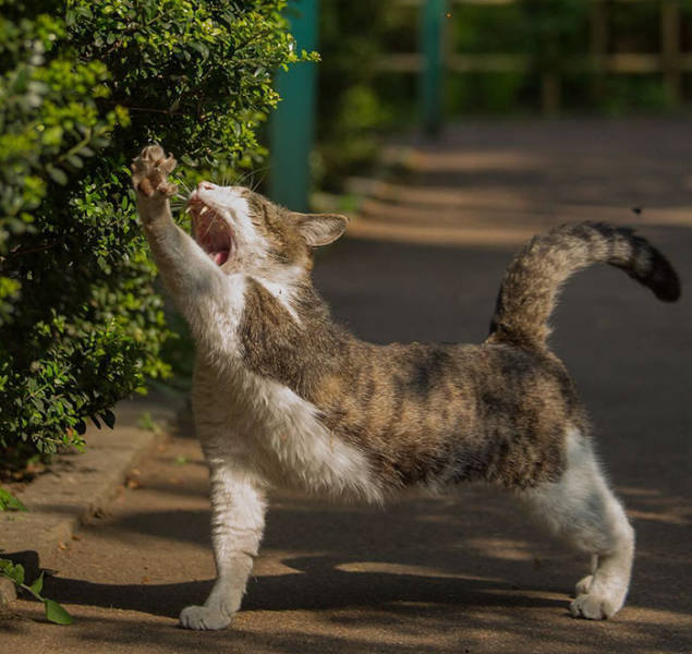 Cute Stray Cats Of Tokyo
