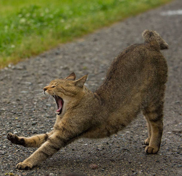 Cute Stray Cats Of Tokyo