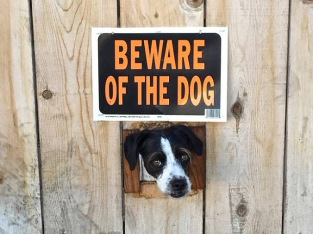 Beware Of Dogs On Guard Duty