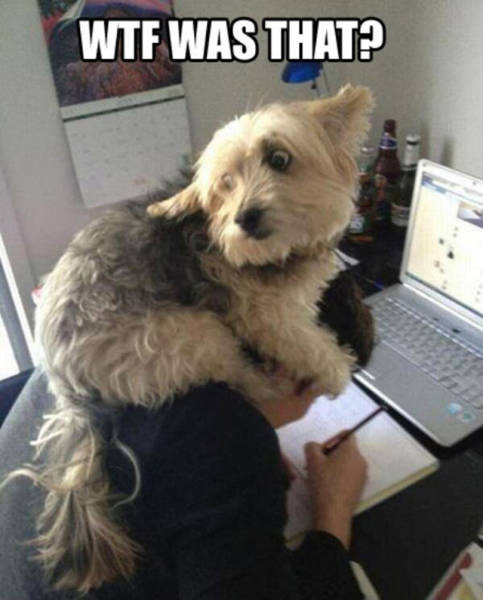 Beware Of Dogs On Guard Duty