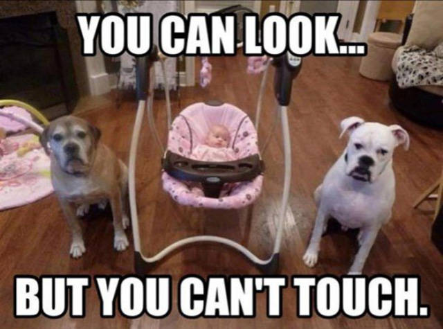 Beware Of Dogs On Guard Duty