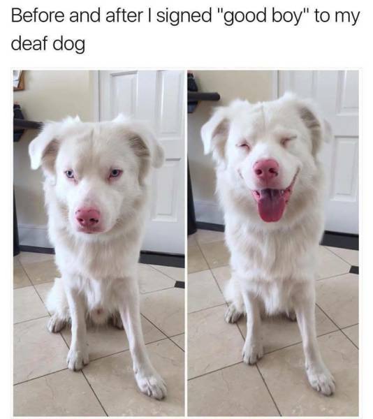 Fresh Memes Are The Fuel Internet’s Working On